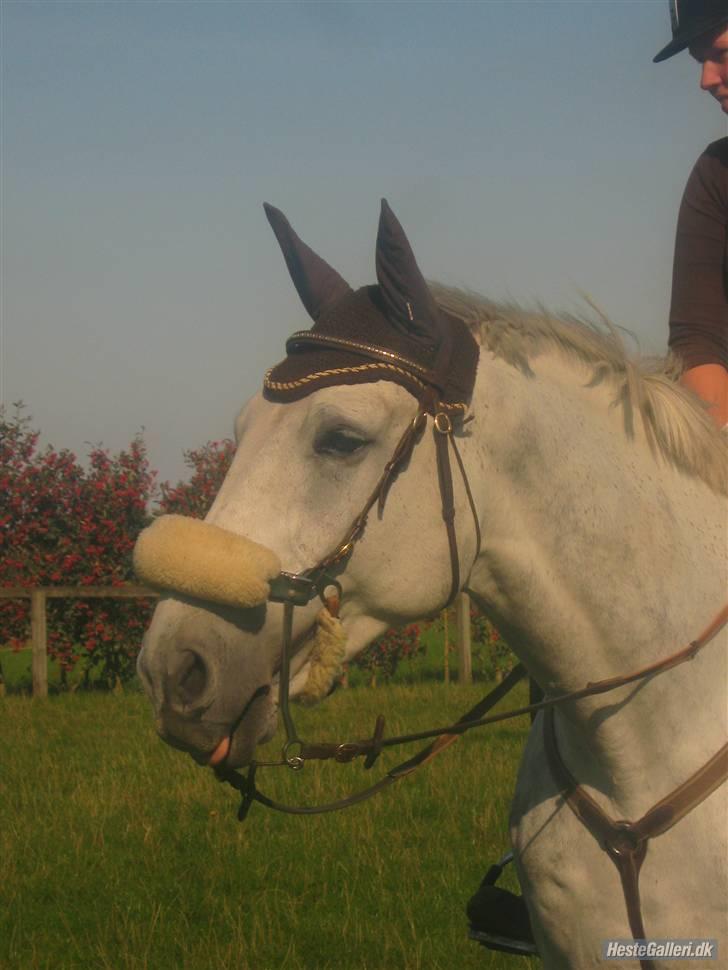 Holstener La-Z - Smukke (´: billede 16