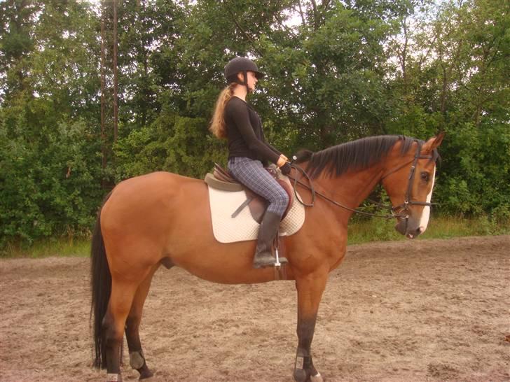 Dansk Varmblod Lillevangs Rico - Og så stopper vi :P billede 17