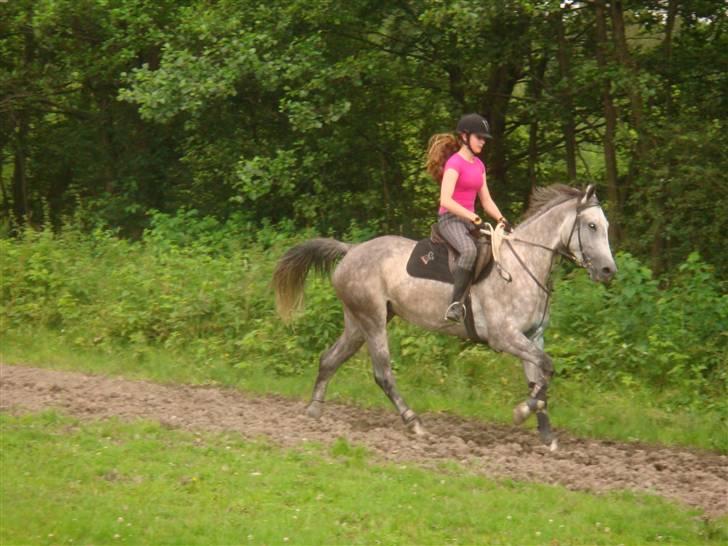 Anden særlig race Cesja - Lidt galop arbejde billede 14