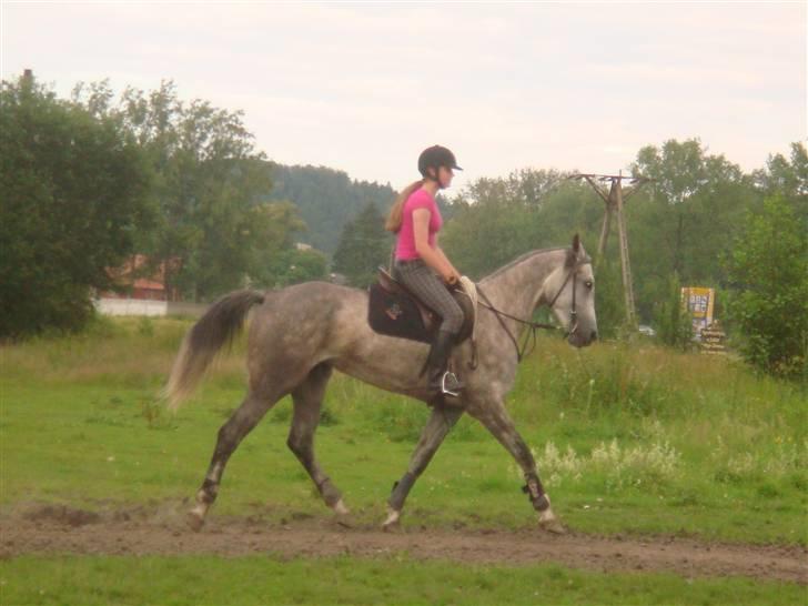 Anden særlig race Cesja - Trav arbejde billede 15