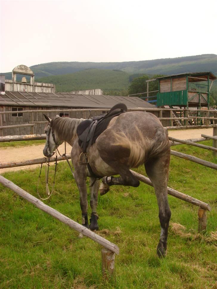 Anden særlig race Cesja - Det klør! billede 17