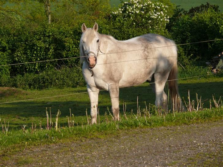 Anglo Araber (AA) Jacko *Hvil i fred* billede 6