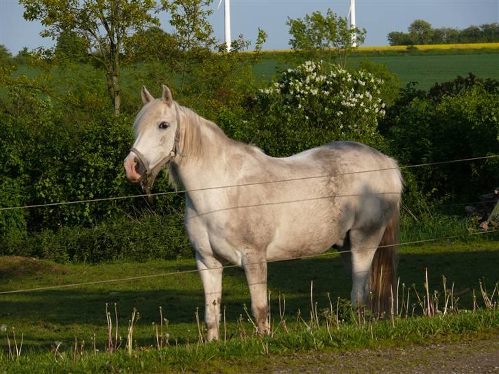 Anglo Araber (AA) Jacko *Hvil i fred* billede 7