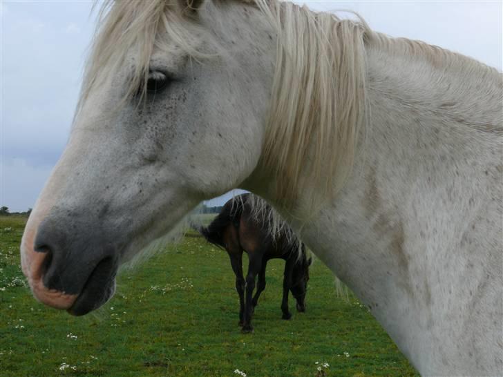Anglo Araber (AA) Jacko *Hvil i fred* billede 8