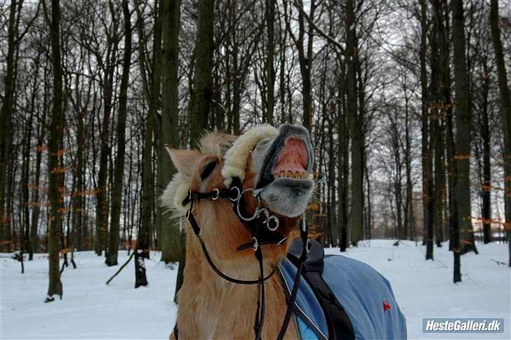 Fjordhest Aslaug *STJERNE* - Skovtur FEBRUAR 2010 *Foto: Mig* billede 14