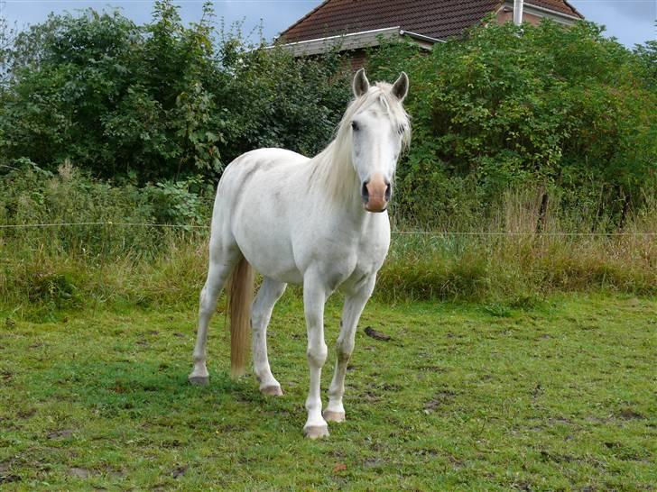 Anglo Araber (AA) Jacko *Hvil i fred* billede 10