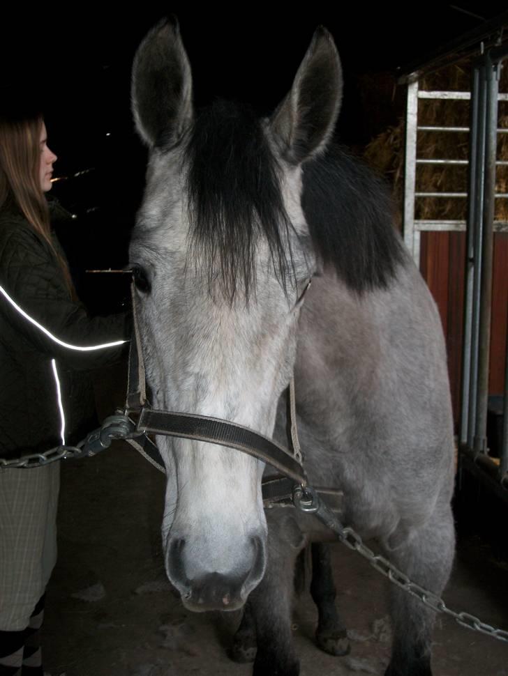 Anden særlig race Medina  - Tilligere part - VELKOMMEN TIL MEDINAS PROFIL;D billede 1