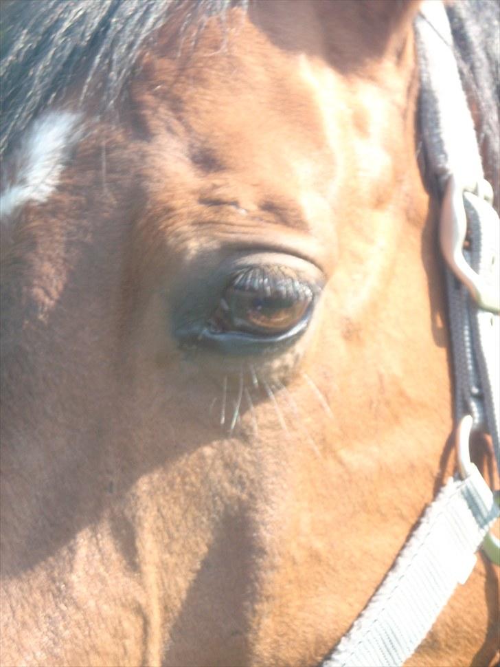 Oldenborg Sultan  - Nyt Maj 2010 billede 1