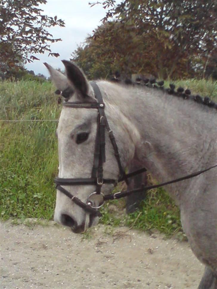 Anden særlig race Medina  - Tilligere part - Medina som er flette og super smæker (Som altid XD) billede 2