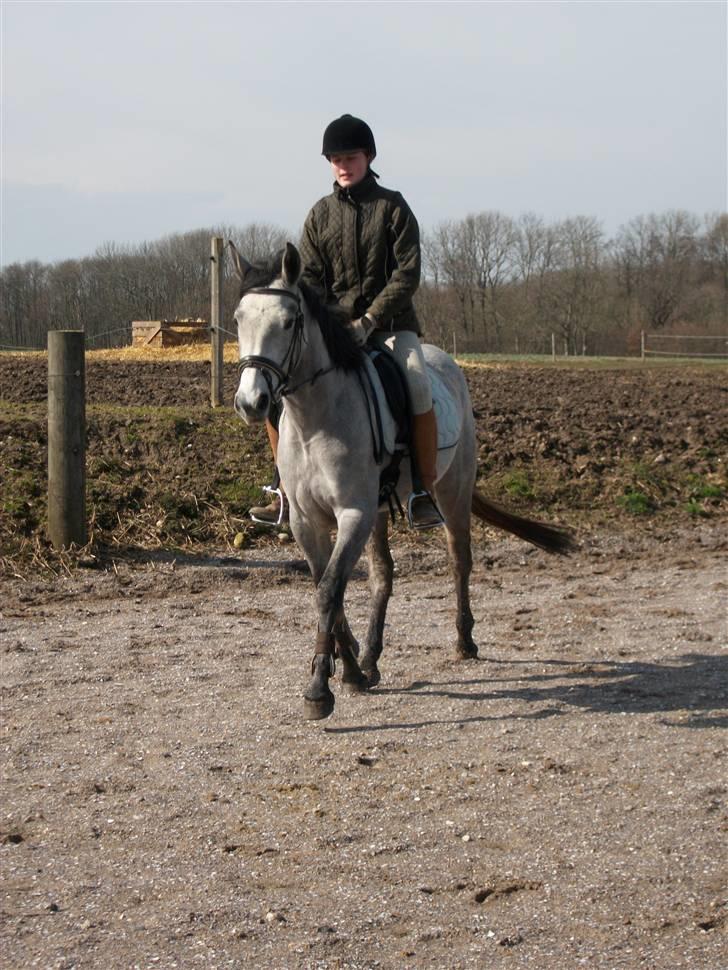 Anden særlig race Medina  - Tilligere part - Medina i Trav på banen (Kæft hun kan trave hurtigt den frækert XD) * Forår 2010 Marts billede 3