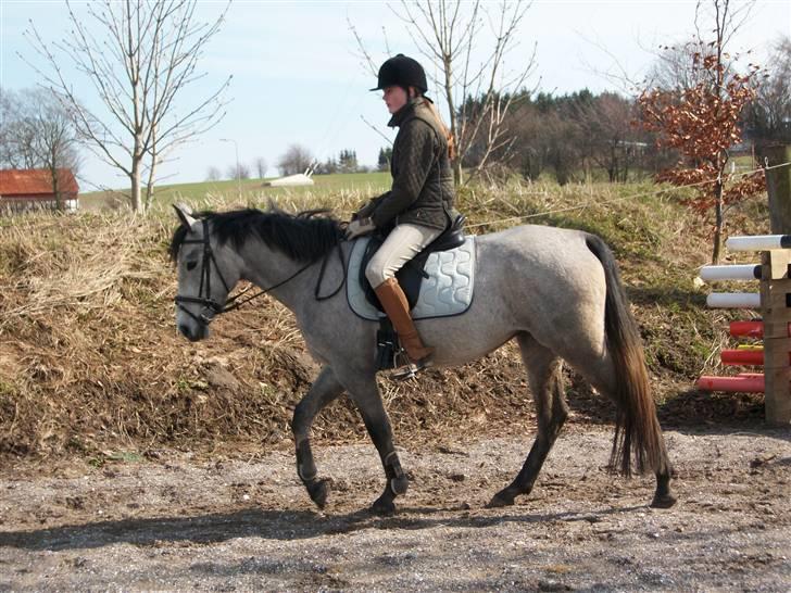 Anden særlig race Medina  - Tilligere part - På banen :b - Hun er ved at lære og gå fremad i skridten <3 Så mangler mi bare traven og gallopen XD * 2010 Marts billede 4