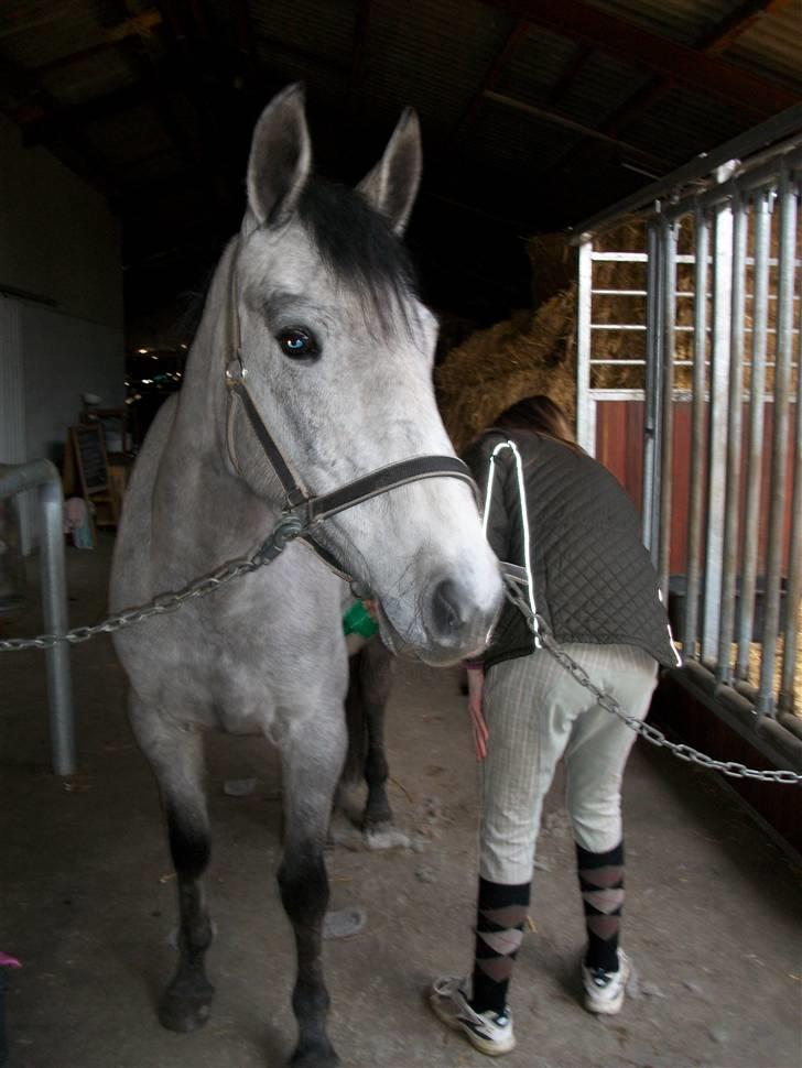Anden særlig race Medina  - Tilligere part - Medina i stalden ;D (Hun håber vist på en godbid eller 10 ^^) * 2010 Marts billede 6