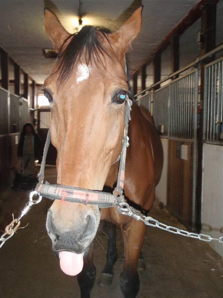 Oldenborg Sultan  - .. Det æble smagte altså ikke, så godt ;) billede 2