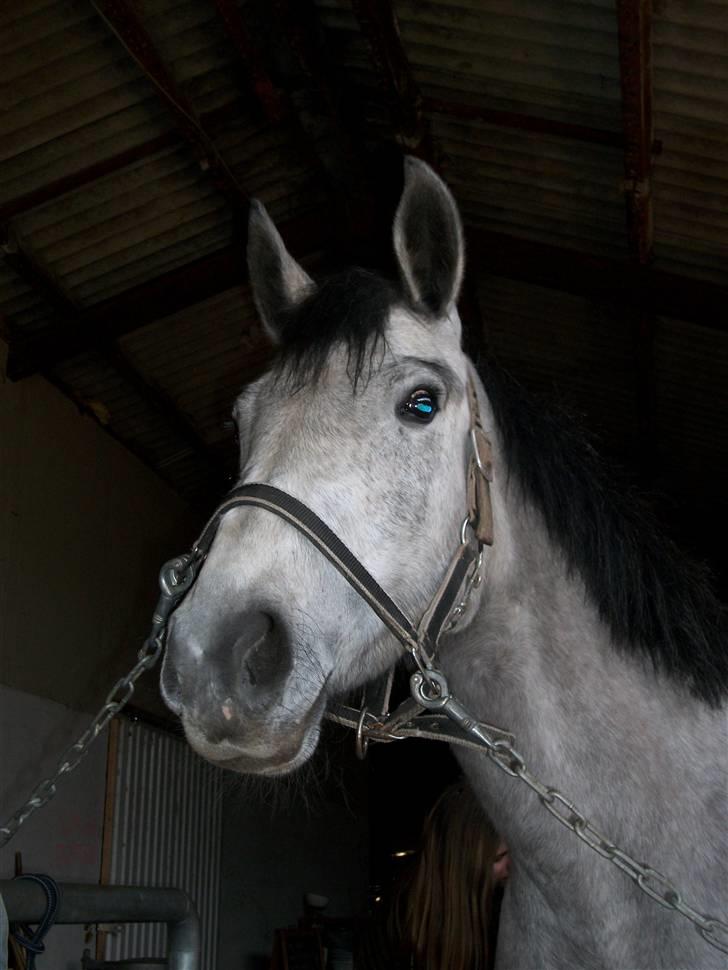 Anden særlig race Medina  - Tilligere part - Uhh! hvad sker det af spændene ting! XD (Hun er da sød?:b) * 2010 Marts billede 7