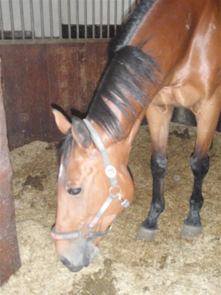 Oldenborg Sultan  - Hvem har været her? billede 3