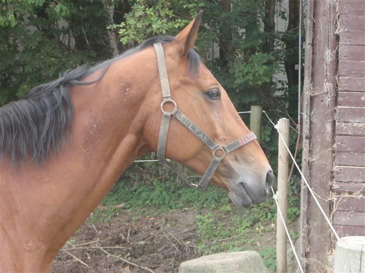 Oldenborg Sultan  billede 5