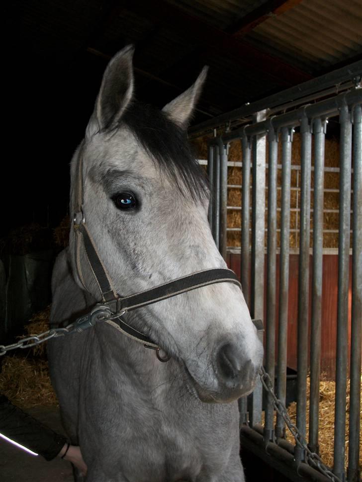 Anden særlig race Medina  - Tilligere part - I LOVE YOU<3 * 2010 Marts billede 8