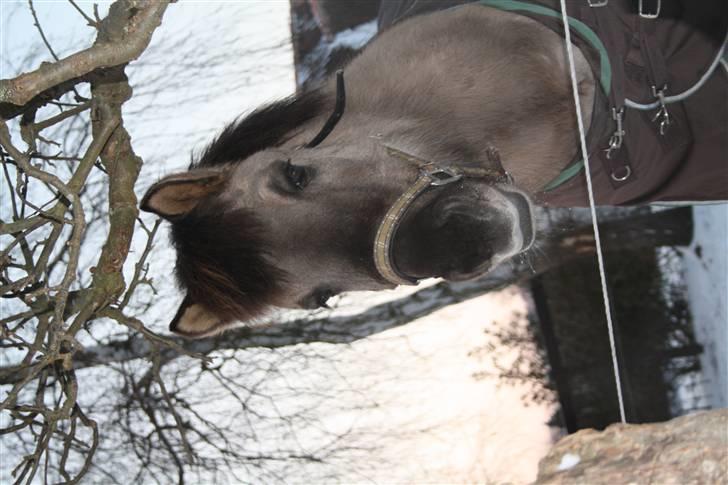 Islænder Sunna fra Vrangbækgård - Sunna den 14-2-2010 billede 3