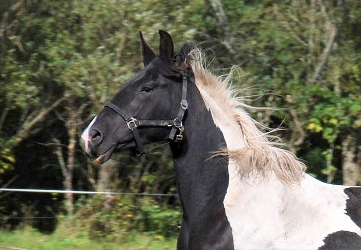 Pinto Ravnholts Carlos  billede 1