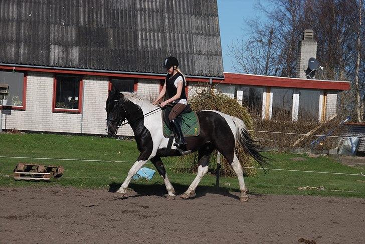 Pinto Ravnholts Carlos  - Carlos og Karoline under tilridning. D. 3/4-11. billede 2