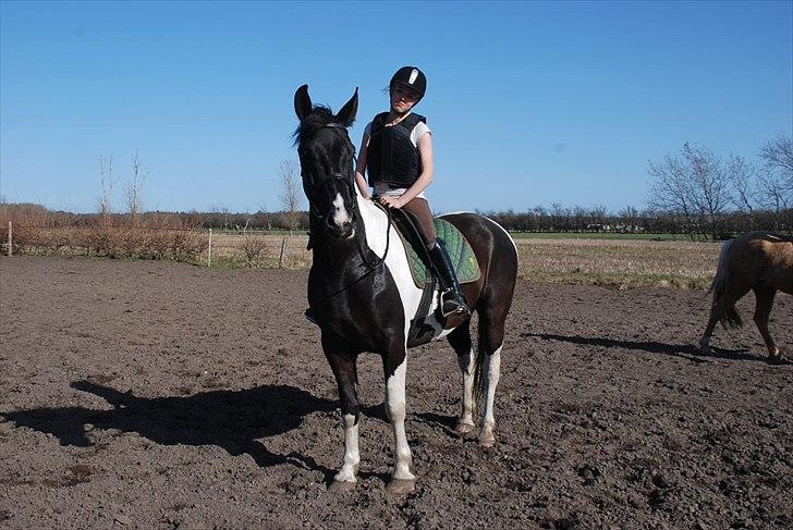 Pinto Ravnholts Carlos  - Han er bare så dygtig. Carlos og Karoline under tilridning. D. 3/4-11. billede 3