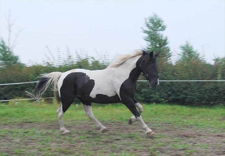 Pinto Ravnholts Carlos  billede 4