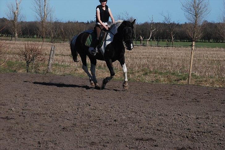 Pinto Ravnholts Carlos  - En fin lille galop, dygtig dreng ;-) billede 5