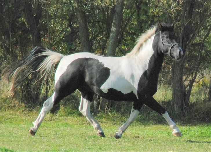 Pinto Ravnholts Carlos  - Lige da vi fik ham, og hold da op hvor var han tyk :-D billede 6