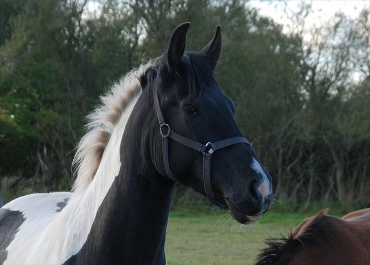 Pinto Ravnholts Carlos  billede 7