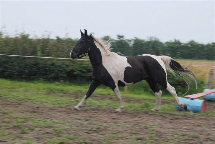 Pinto Ravnholts Carlos  billede 8