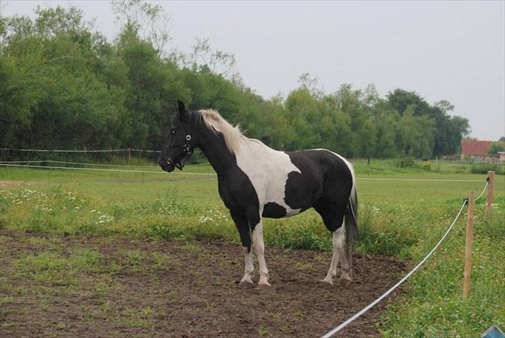 Pinto Ravnholts Carlos  billede 9