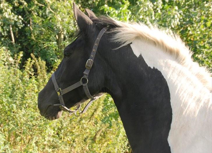 Pinto Ravnholts Carlos  - Lige da vi fik ham, hold da op sikke en tyk hals, han er godt nok blevet bedre i form siden da. billede 10