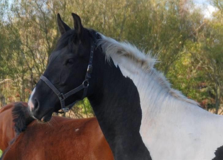 Pinto Ravnholts Carlos  billede 11