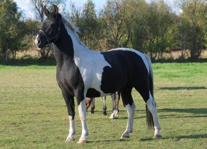 Pinto Ravnholts Carlos  billede 12