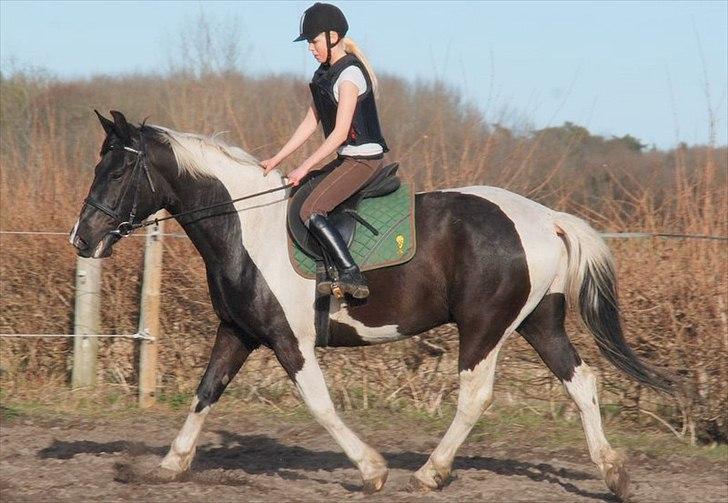 Pinto Ravnholts Carlos  - Carlos og Karoline under tilridning. D. 3/4-11. billede 13