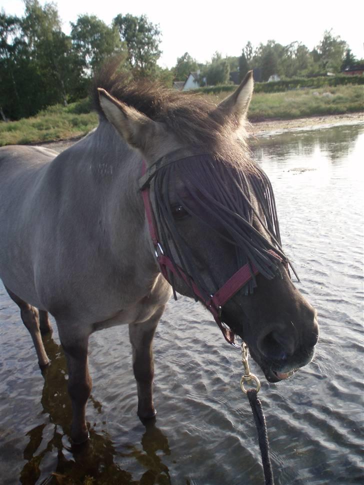 Islænder Sunna fra Vrangbækgård billede 4