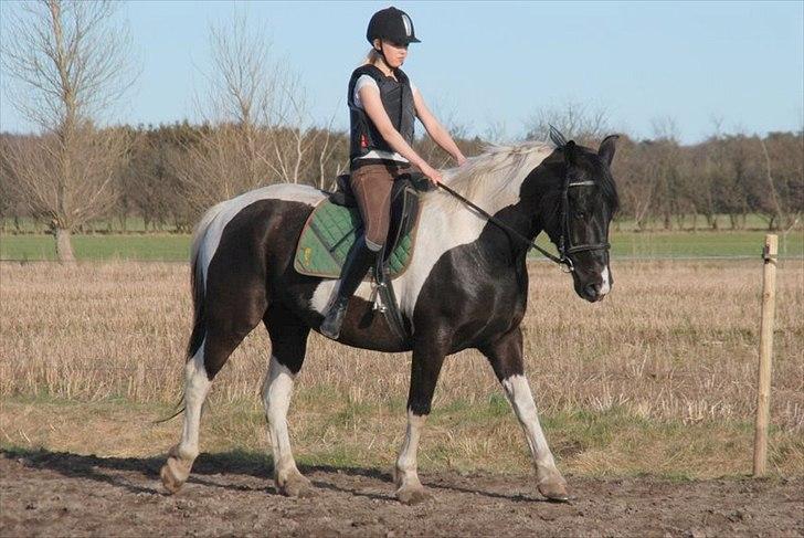 Pinto Ravnholts Carlos  - Carlos og Karoline under tilridning. D. 3/4-11. billede 14