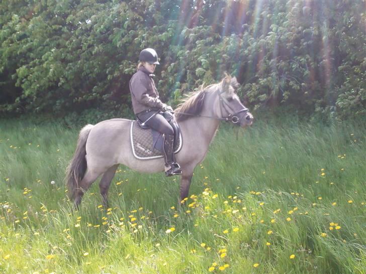 Islænder Sunna fra Vrangbækgård billede 5