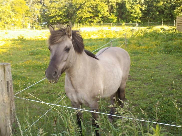 Islænder Sunna fra Vrangbækgård billede 6