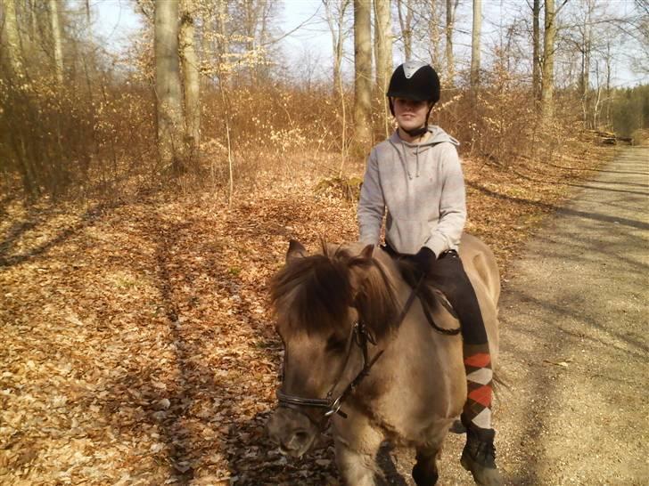 Islænder Sunna fra Vrangbækgård billede 7