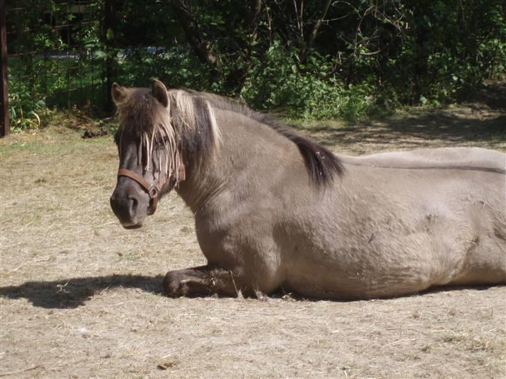 Islænder Sunna fra Vrangbækgård billede 8