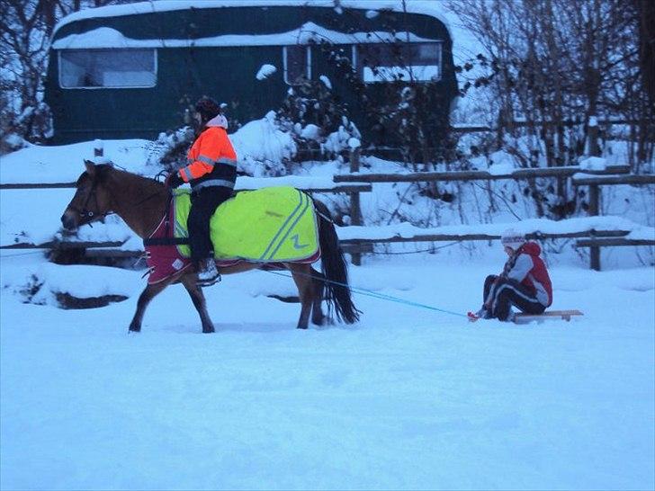 Anden særlig race Klakkebjergs la chevalle - Valle for kælk.
For første gang siden hun var 2 år! billede 16