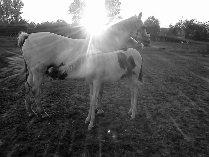 Pinto Amira De'Evolet <3 "Baby" †  - mor og datter den 19 september 2009 <33 billede 20