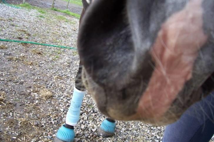 Fuldblod (XX) Erling billede 20