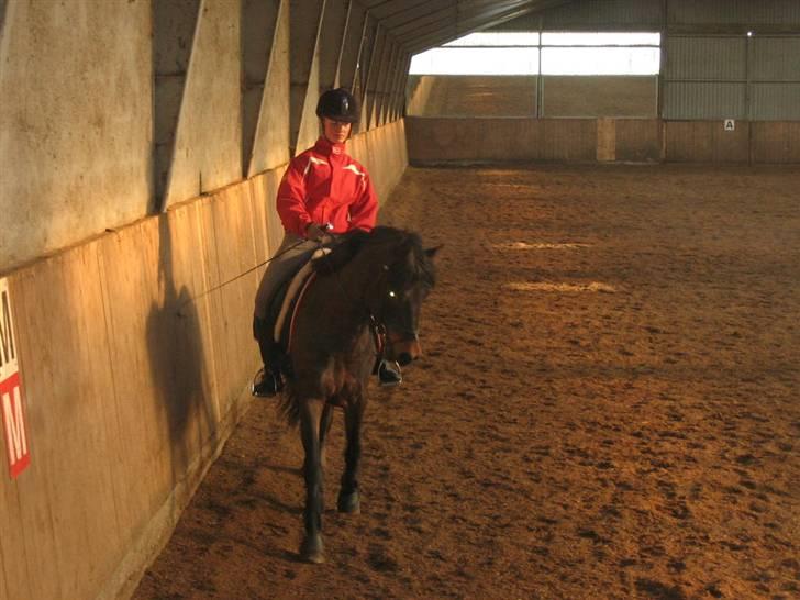 New Forest Lilholts Figo SOLGT billede 6
