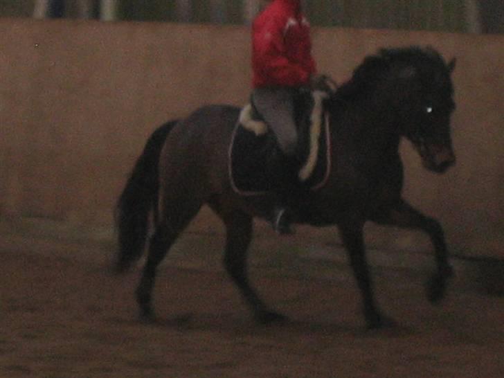 New Forest Lilholts Figo SOLGT billede 7