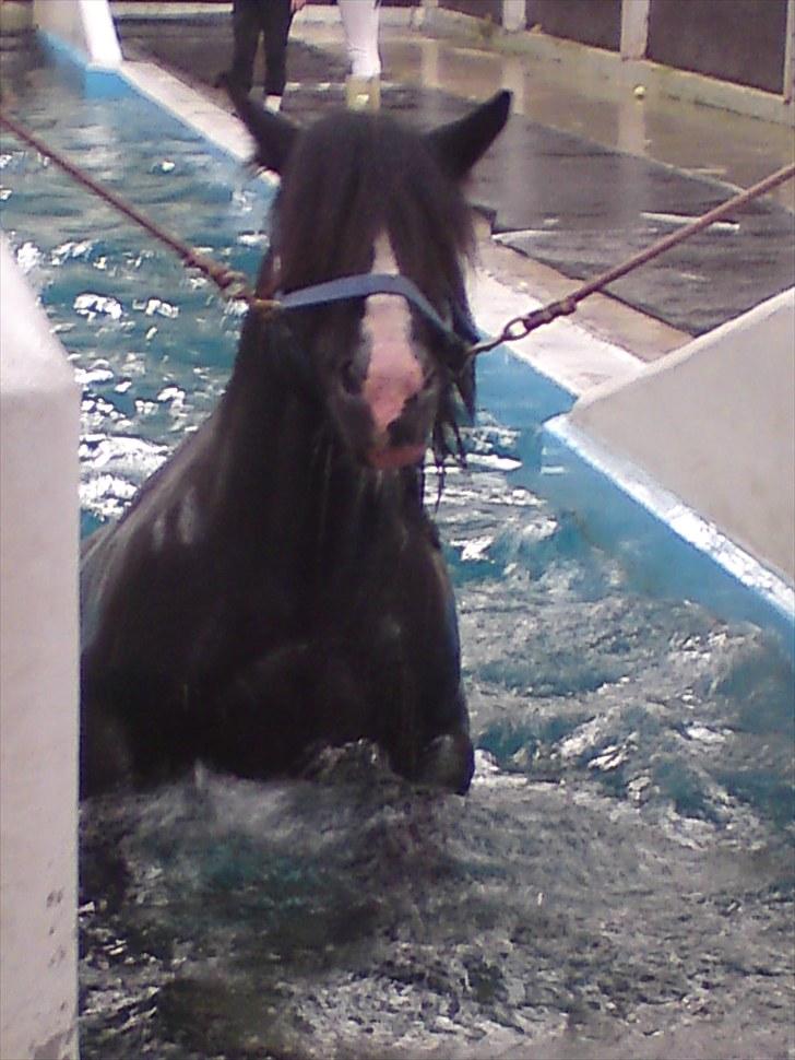 Jyde Jeppe (avl) - Ude og svømme for 1. gang billede 8