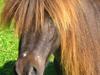 Shetlænder Mini Pony.
