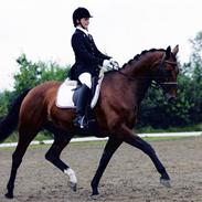 Dansk Varmblod King's Cabale - Solgt