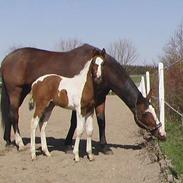 Pinto Siverholm`s tiger lilli